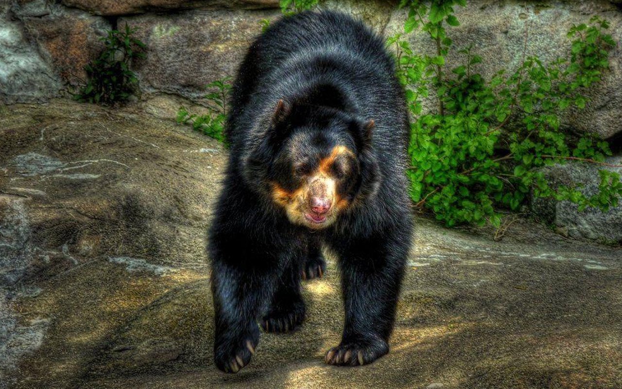 Spectacled Bear is otherwise called the Andean bear since they live in the Andes Mountains