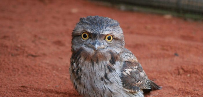 Tawny the frogmouth