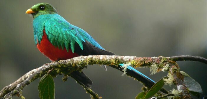 The Quetzal Bird