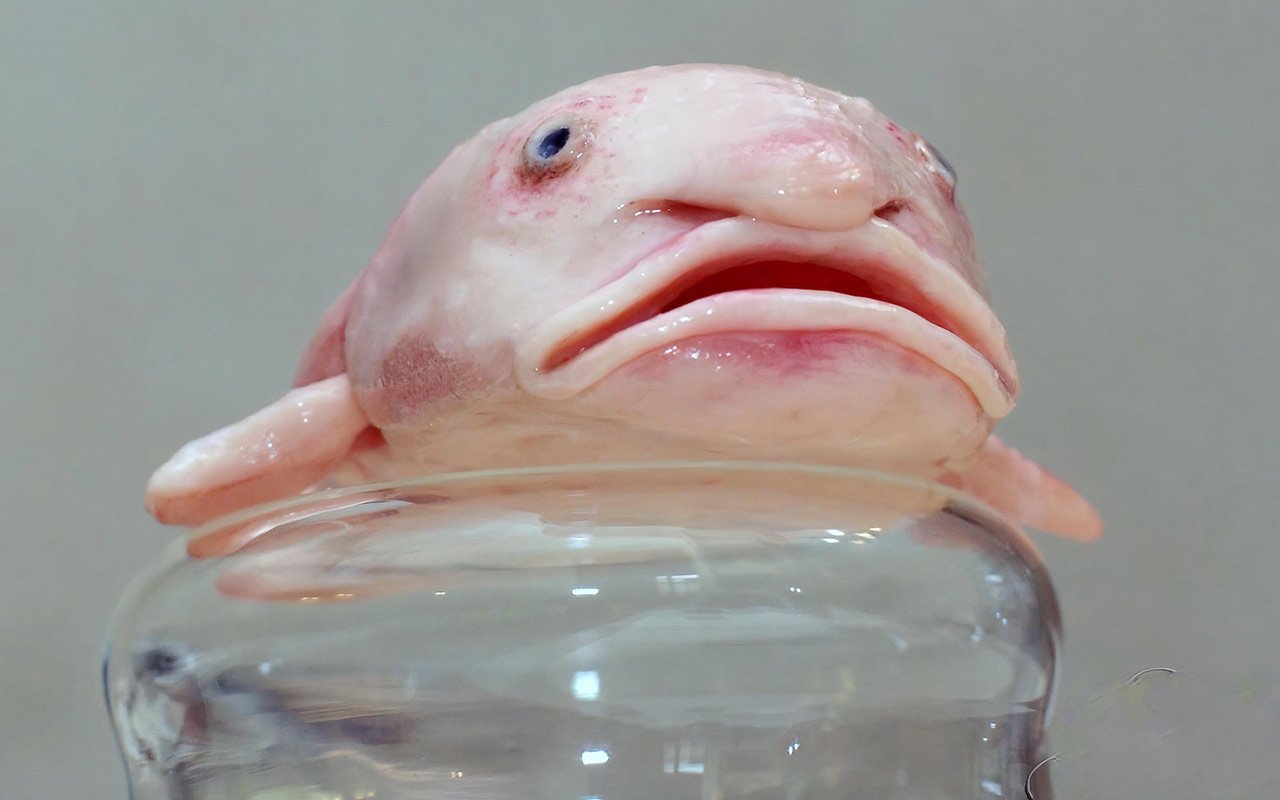 Blobfish - 1st place on the list of ugly animals
