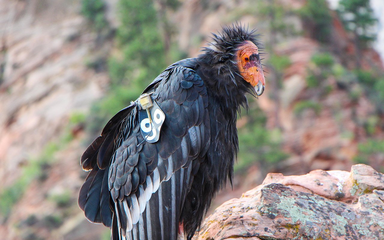 California Condor - one of the ugliest animals on the planet