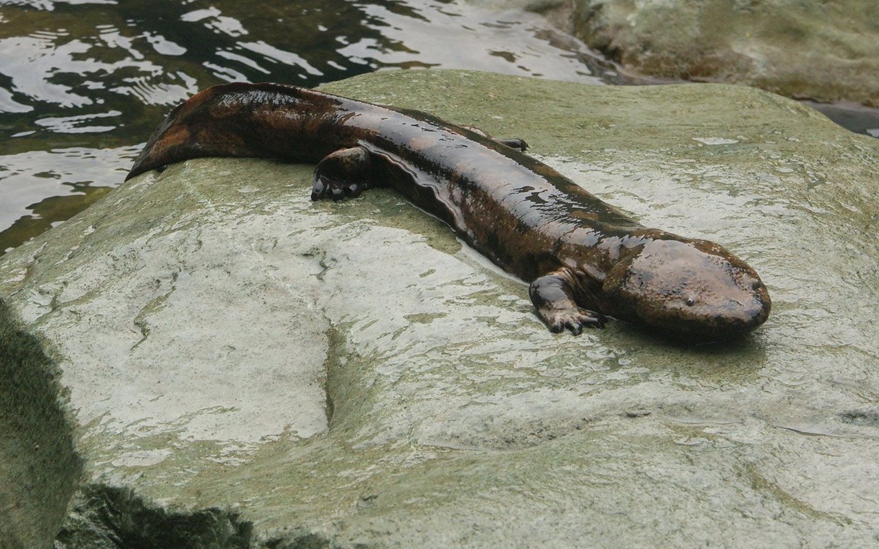 Giant Chinese Salamander