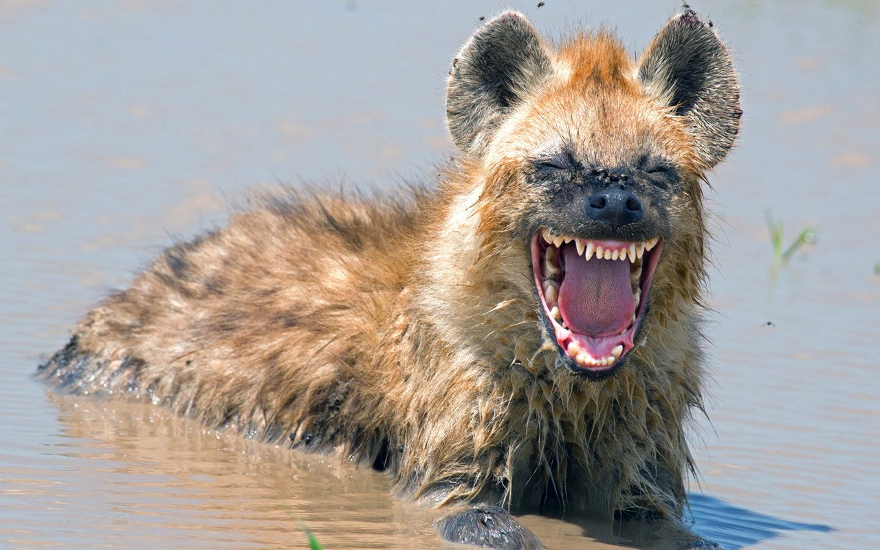 This Hyena was caught on camera having a good laugh