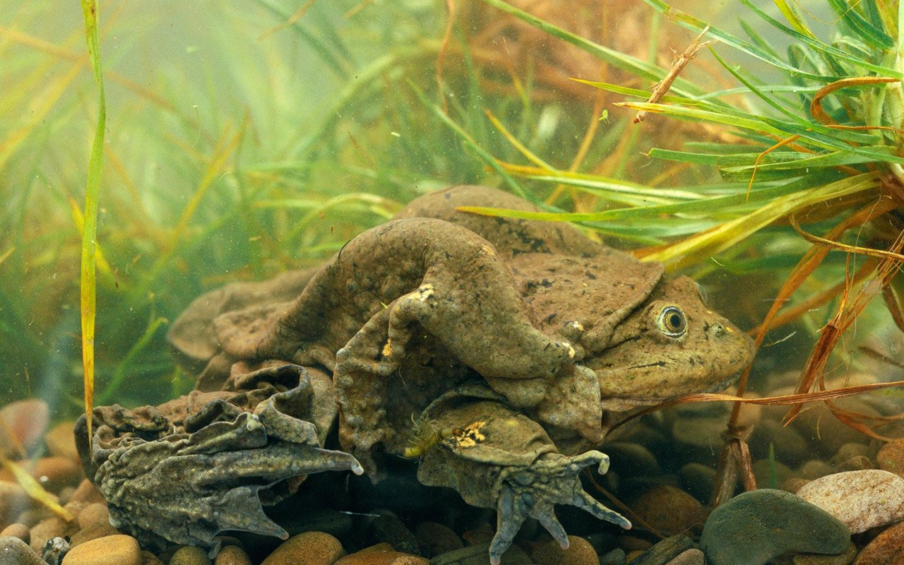 The Titicaca Frog (Telmatobius coleus)