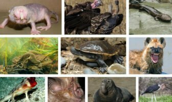List of ugly animals on earth