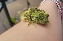 Vietnamese mossy frog