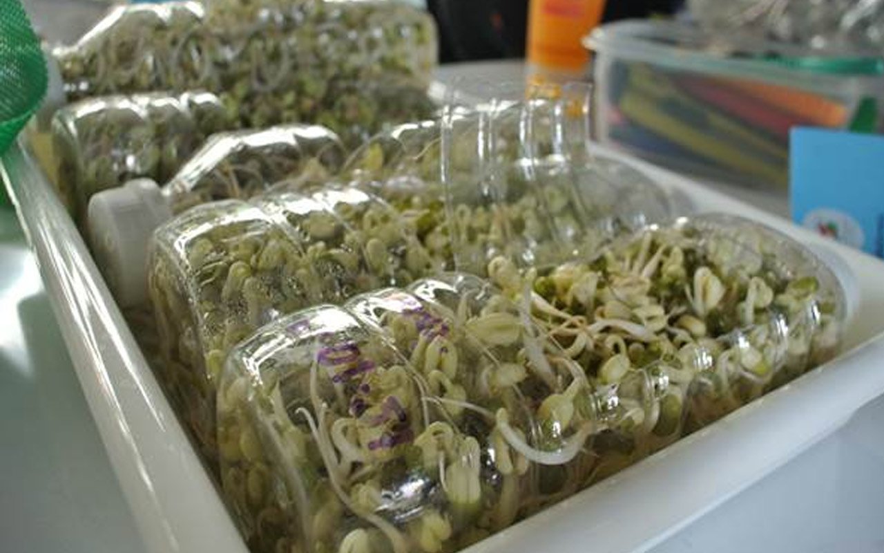 grow bean sprouts in Plastic bottles