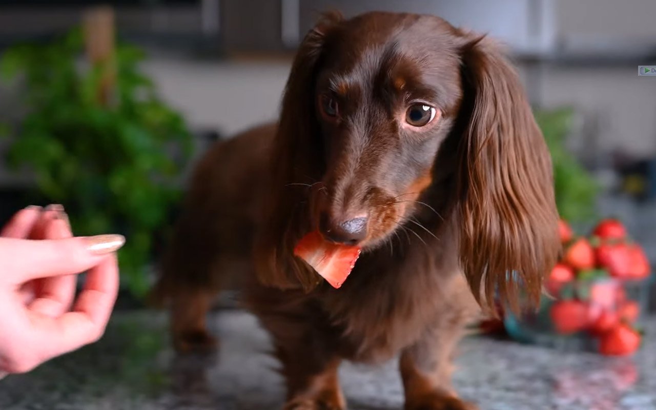 can strawberries make dogs sick