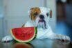 A lot of people wonder that Can Dogs Eat Watermelon?
