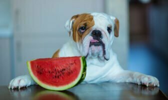 A lot of people wonder that Can Dogs Eat Watermelon?