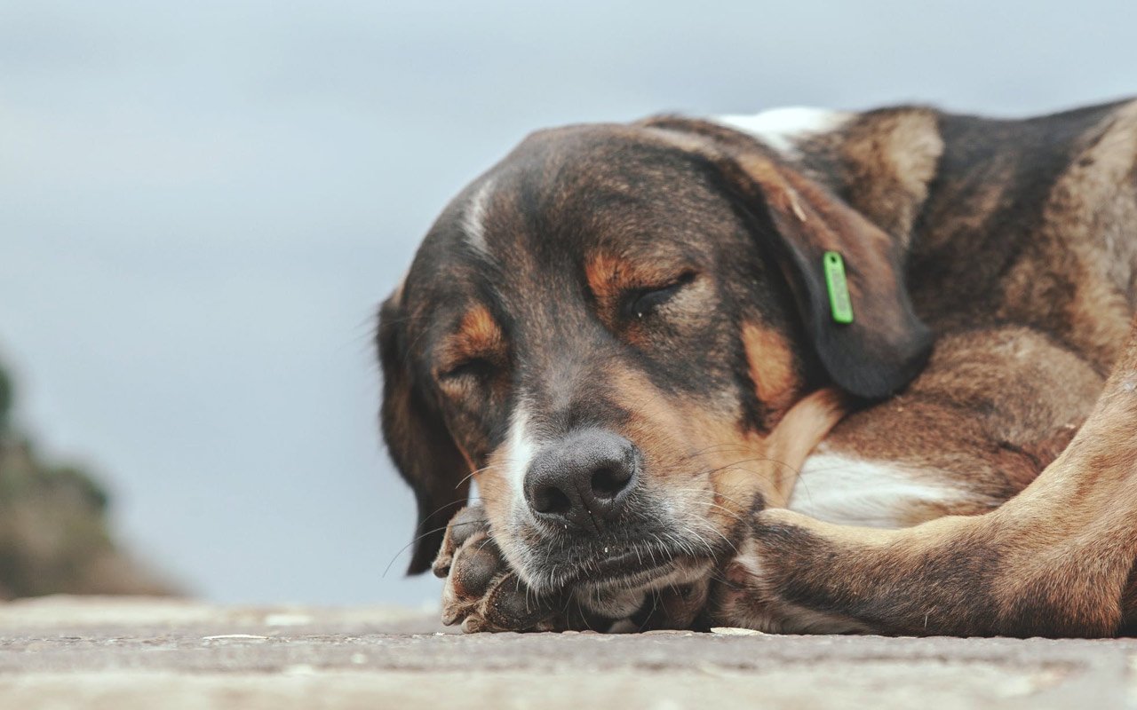 Can Dogs Get Headaches And How Do You Know? [Plus 5 Popular Causes]