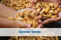 Coconut worms