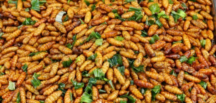 Coconut worm pupae contain many nutrients