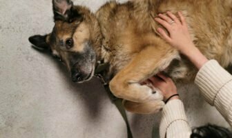 Does Neutering Your Dog Calm Them Down?