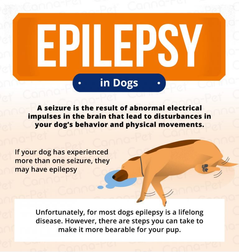 Epilepsy in Dogs: Signs, Symptoms, & Treatment