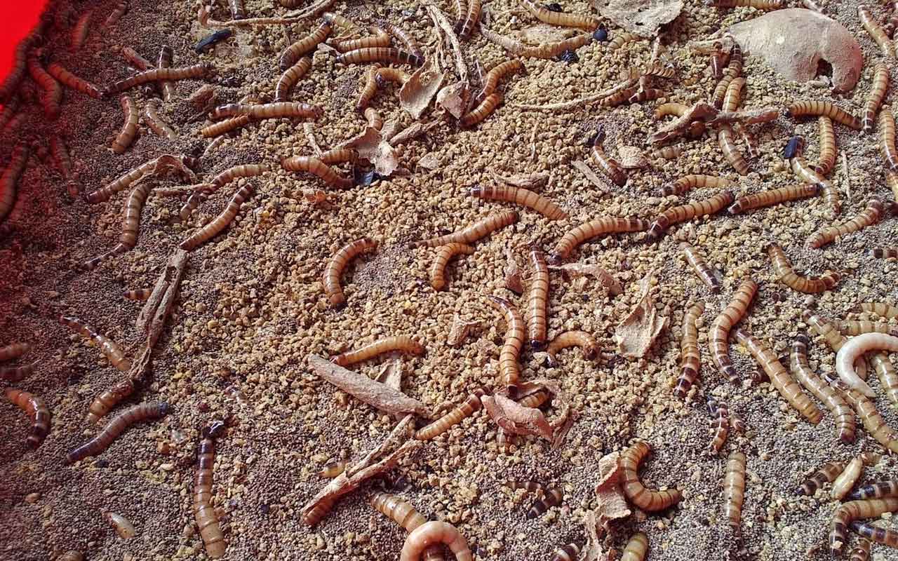 Styrofoam-munching superworms could hold key to plastic upcycling
