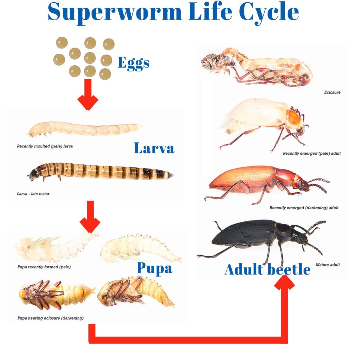 Superworms: A Nutritious And Sustainable Food Source