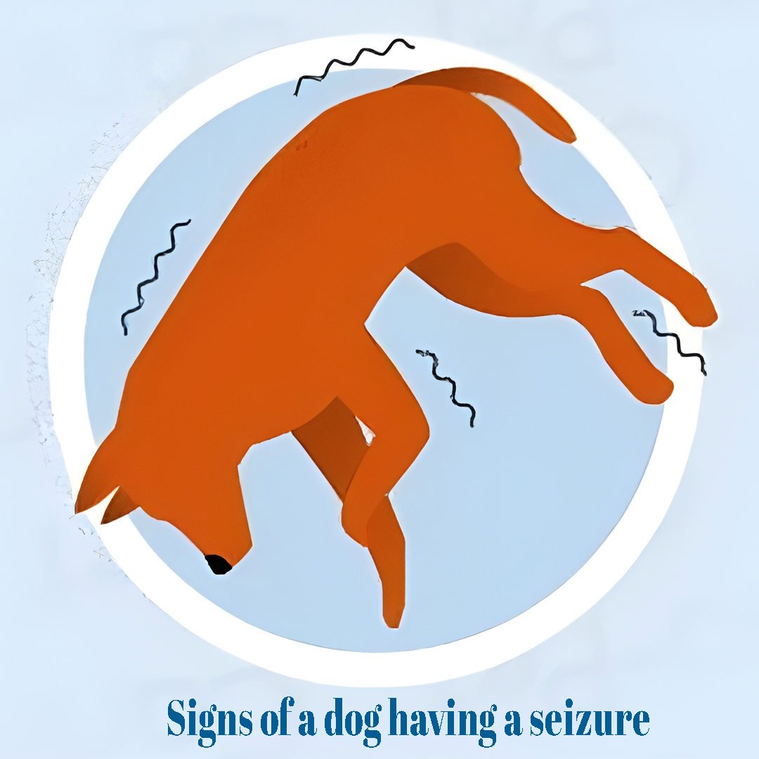Signs of a dog having a seizure