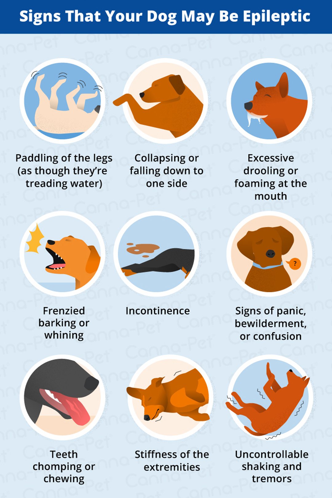 Signs that your dog may be Epileptic