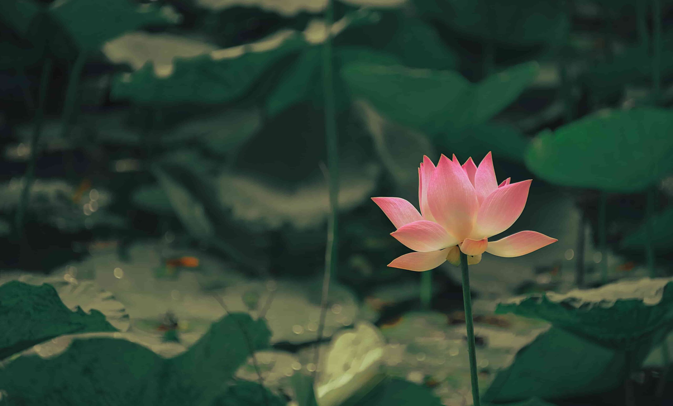 A beautiful lotus flower with its petals in bloom A beautiful lotus flower with its petals in bloom
