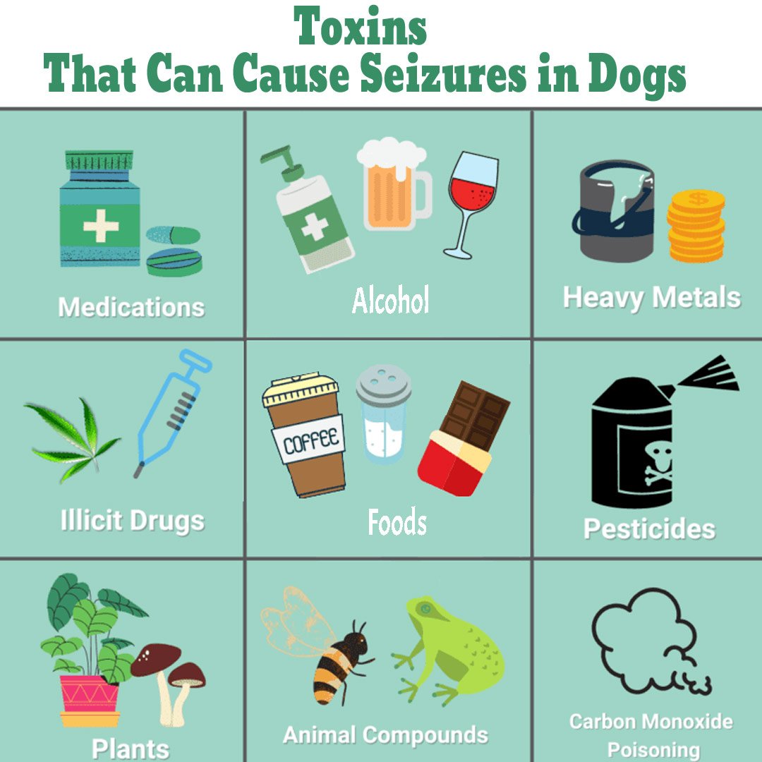Toxins That Can Cause Seizures in Dogs