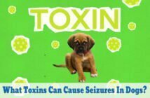 What Toxins Can Cause Seizures in Dogs?