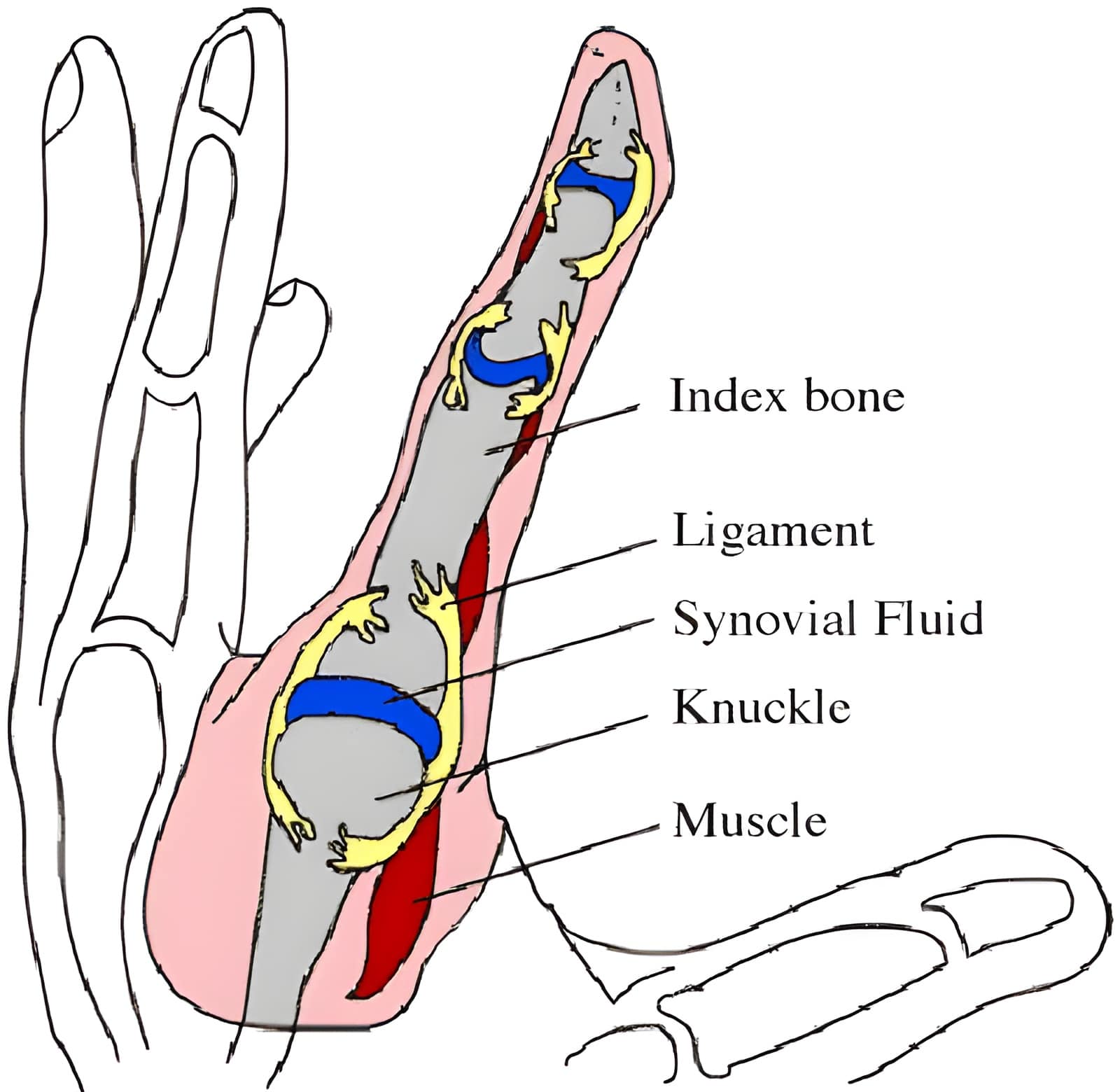 Image of Synovial Fluid, Knuckles, Muscles in the index finger Image of Synovial Fluid, Knuckles, Muscles in the index finger
