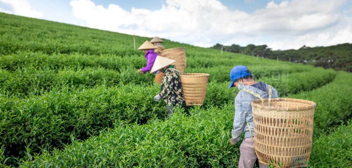 10 superfoods list you should eat every day 8 Workers harvesting leaves on tea plantation