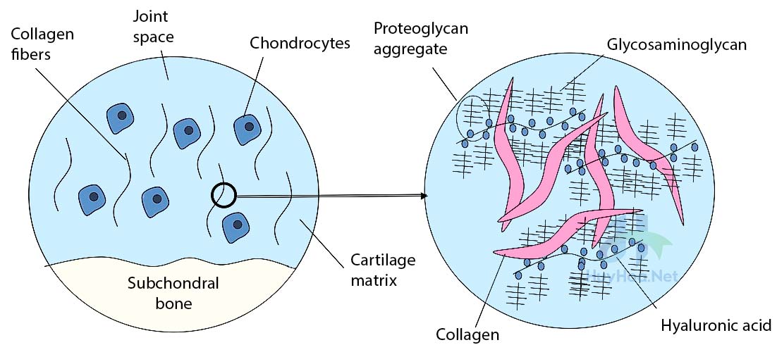 Sự khác biệt giữa Collagen và Axit Hyaluronic