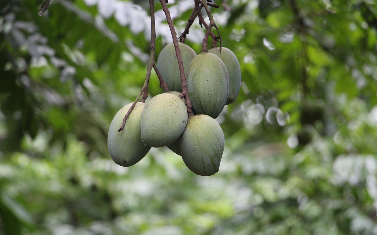Green Fruits of Mangoes on the Tree Branches