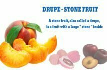 stone fruits