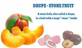 stone fruits