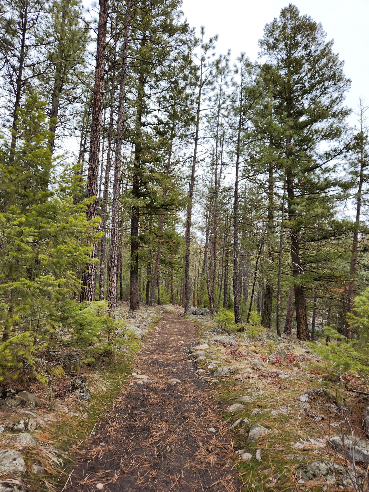 Forested area in Riverside State Park Forested area in Riverside State Park