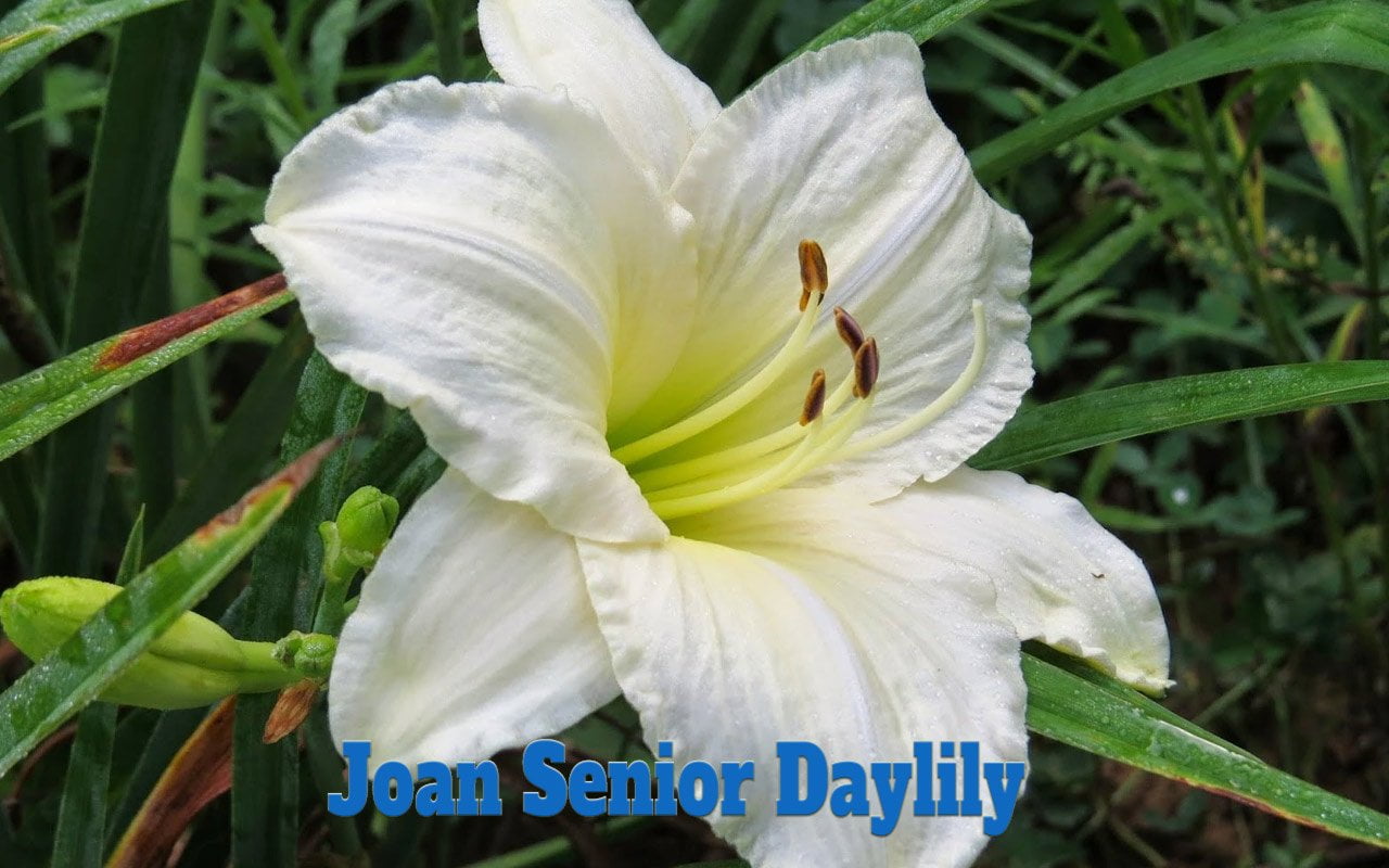 Joan Senior Daylily
