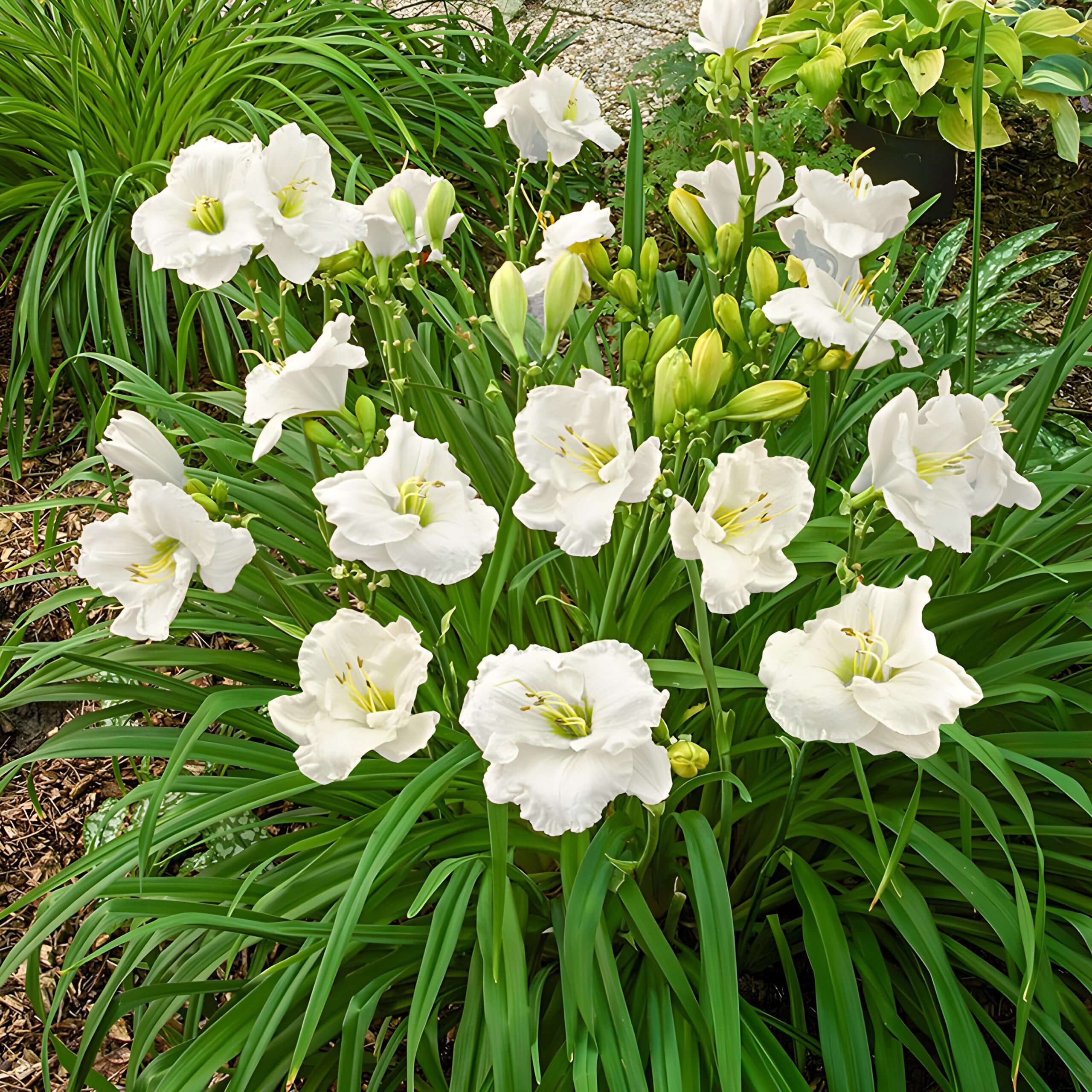 White daylily varieties