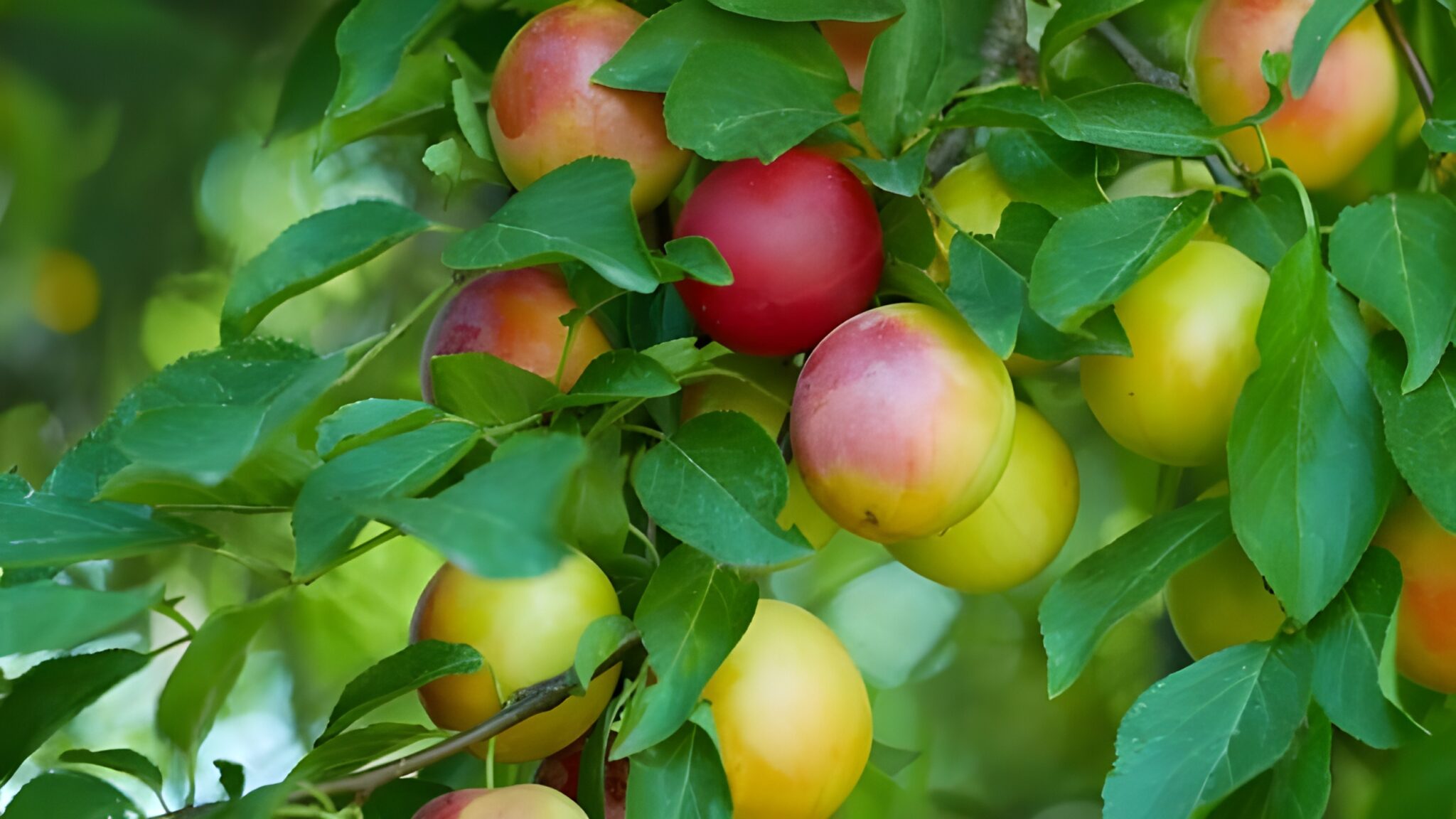 Cherry Plums All Information And Facts About This Delicious Treat