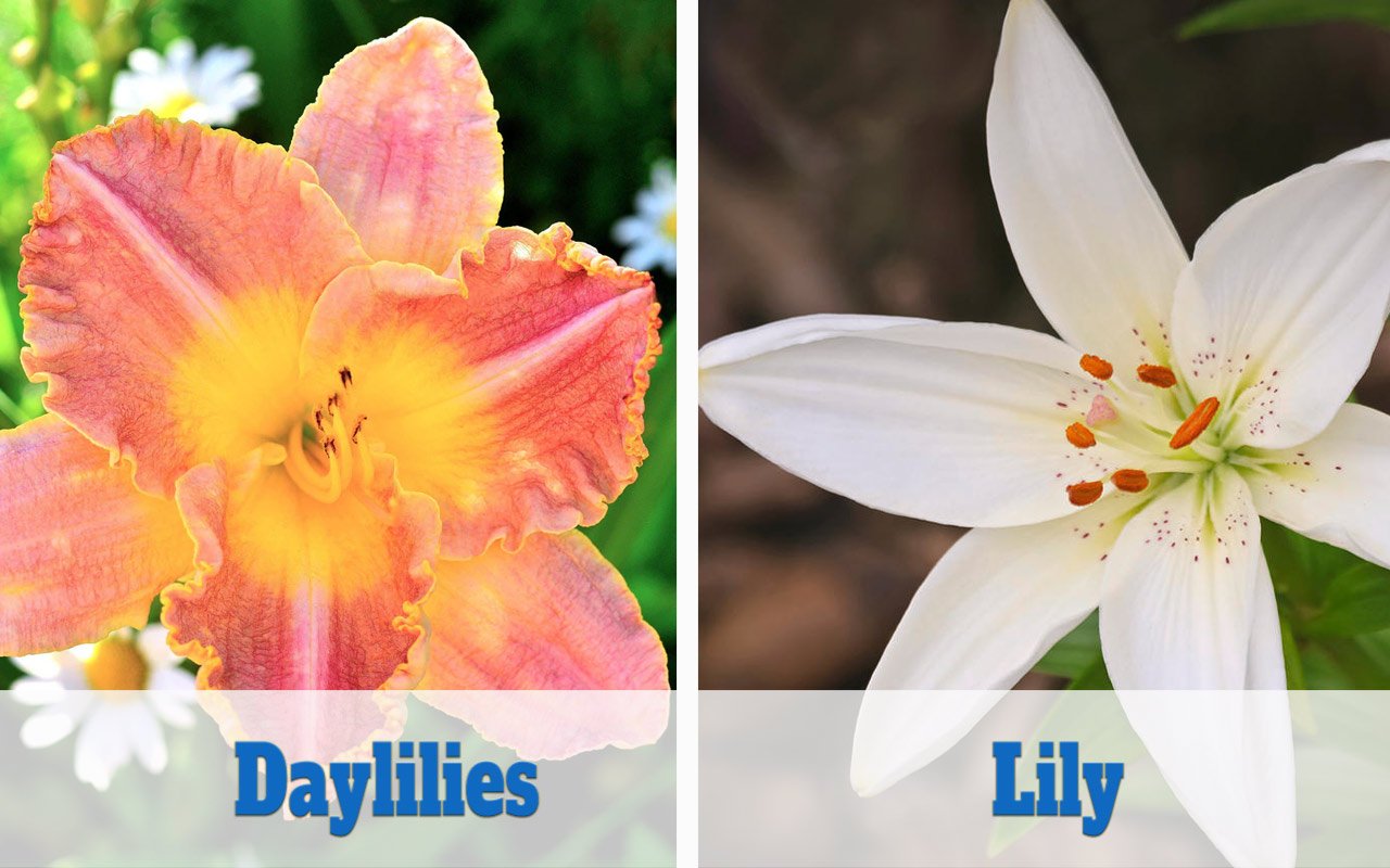 Daylily vs Lily