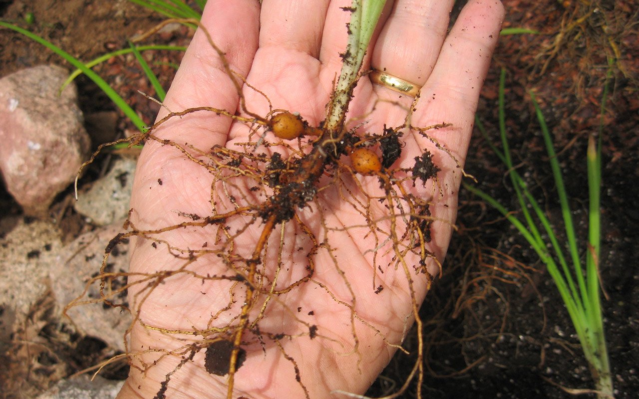  The Daylily Diaries: Tips For Daylily Care and Plant, Growing Daylilies