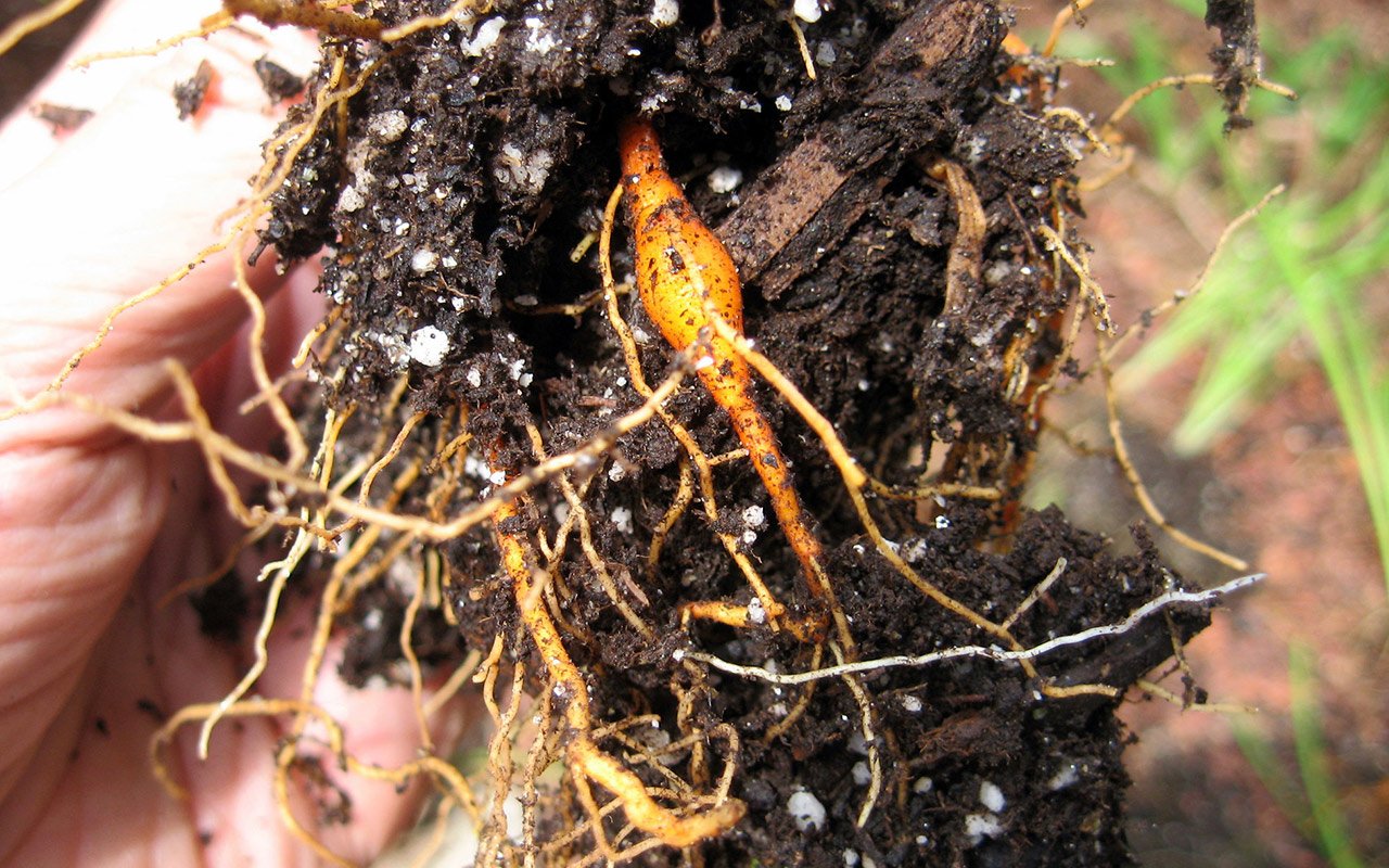 Roots and nodule of yearling Daylily