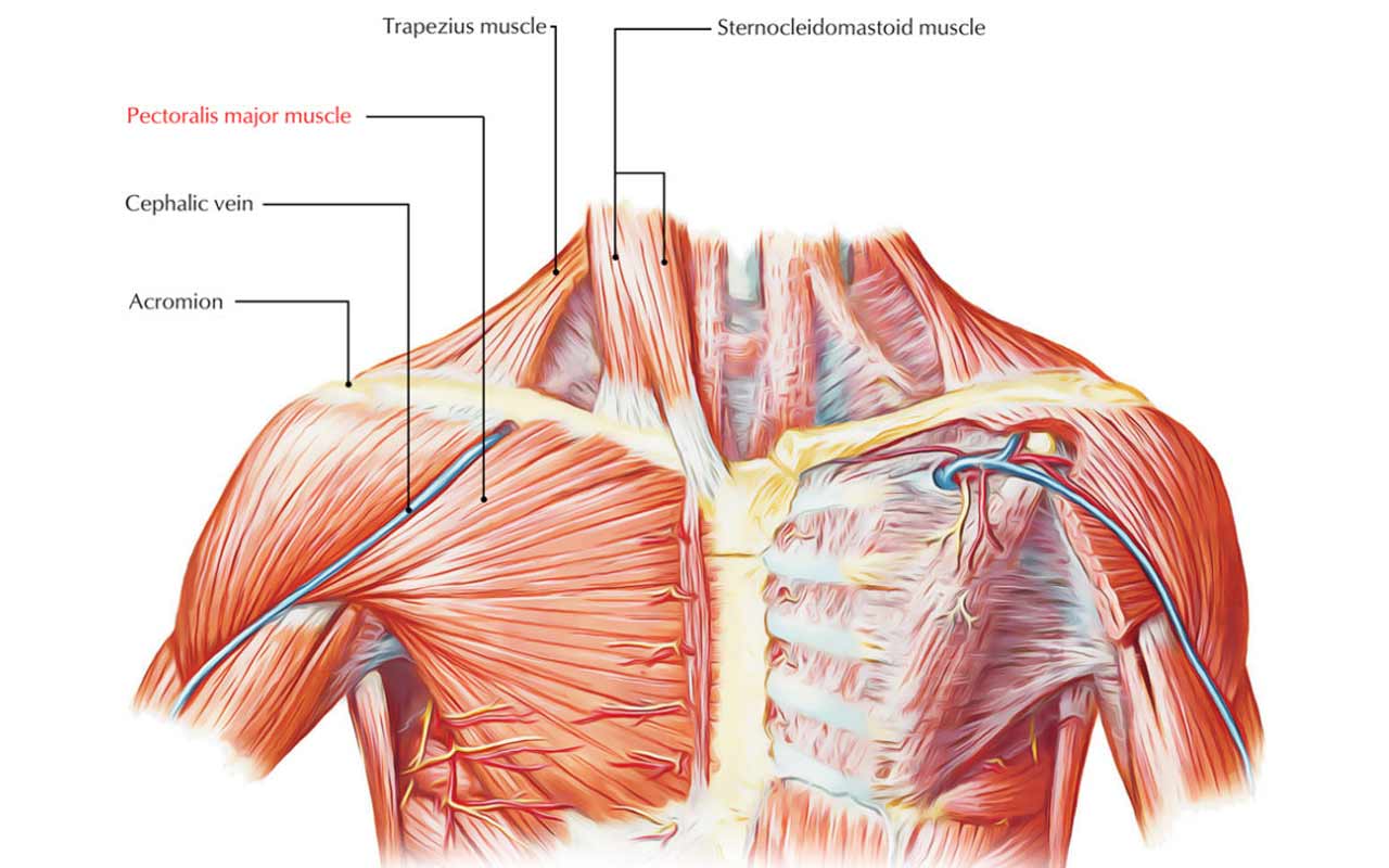 Удаление грудной мышцы. Pectoralis Major мышца. Pectoralis Major анатомия. Musculus pectoralis Major анатомия. Мышцы грудино-ключичного сустава анатомия.