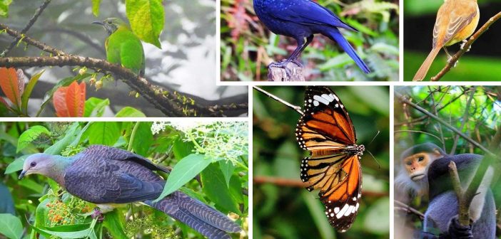Bach Ma National Park - Ideal Stop to Discover the Natural in Vietnam 4 Bach Ma also 256 species of butterflies and many species of reptiles, amphibians, fish and insects