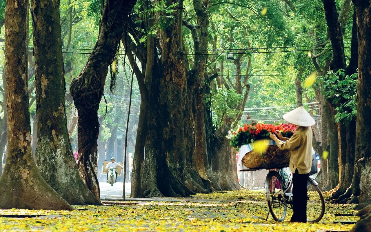 The beauty of Hanoi in 12 months 4 Autumn in Hanoi is the season when yellow leaves fill the streets