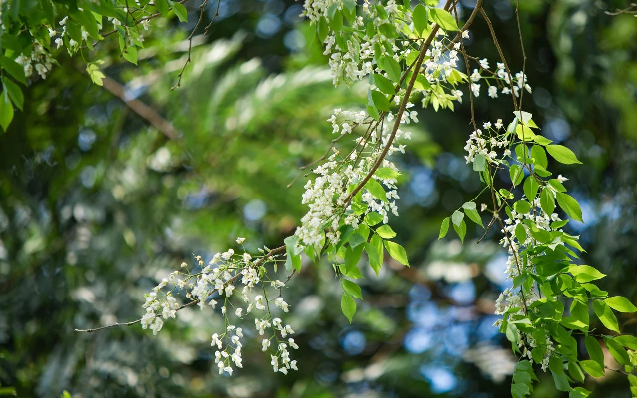 The beauty of Hanoi in 12 months 2 Dalbergia odorifera flower