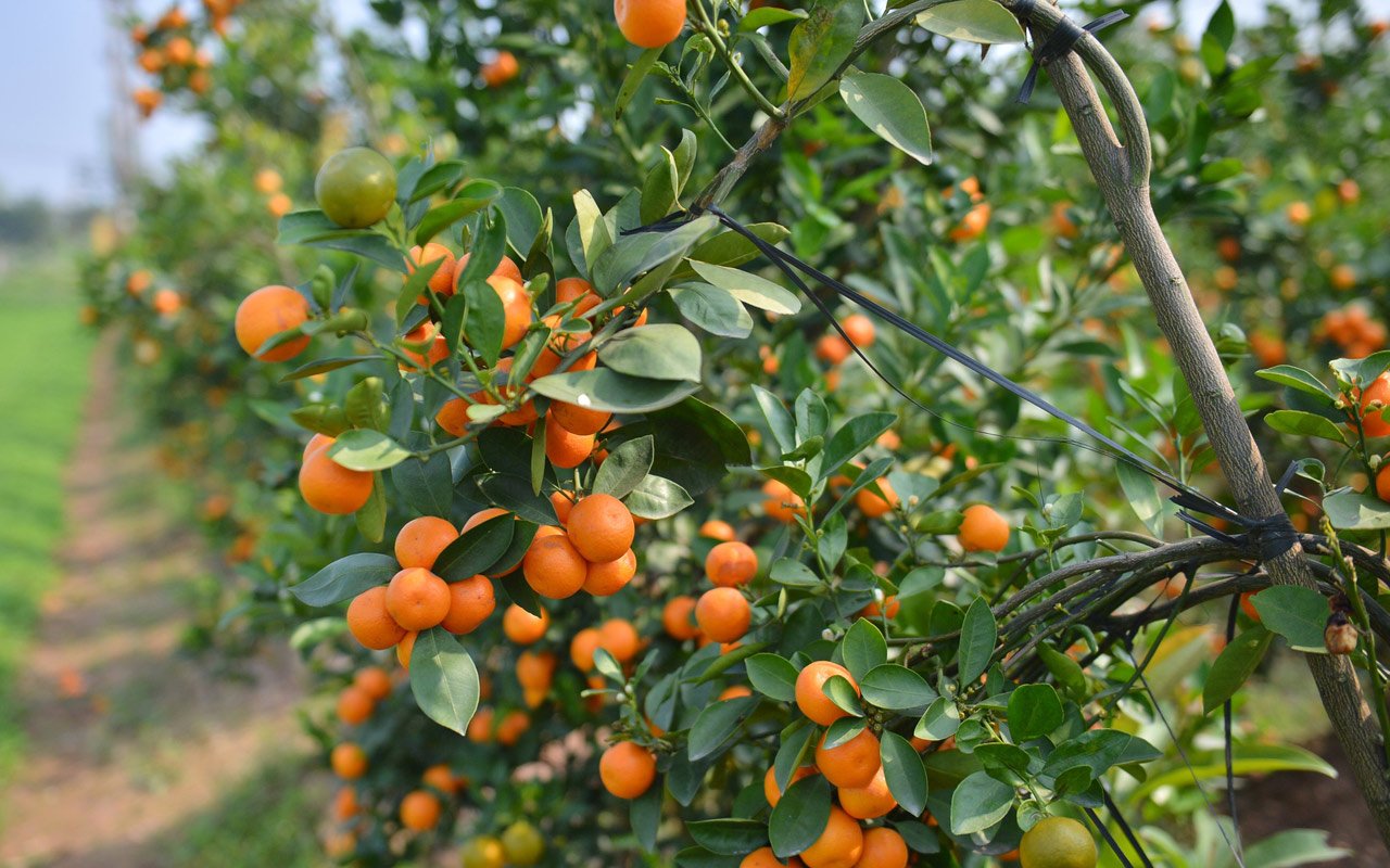 Kumquat garden welcome spring