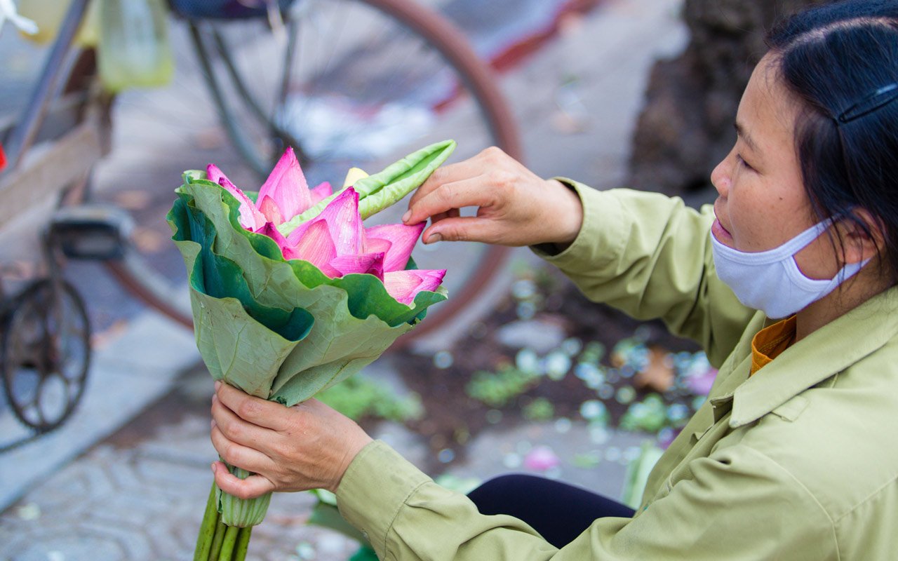 Summer is a season of lotus flowers in Hanoi