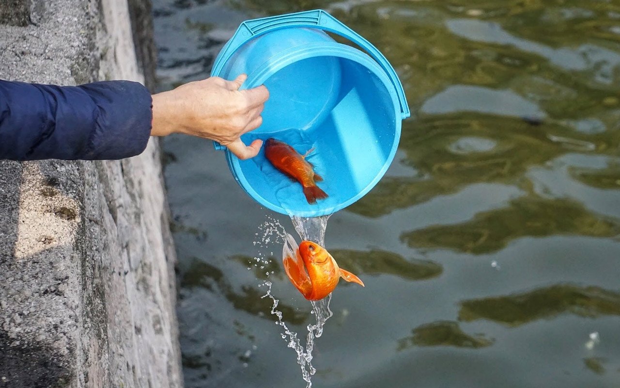 A woman are releasing carp after worship