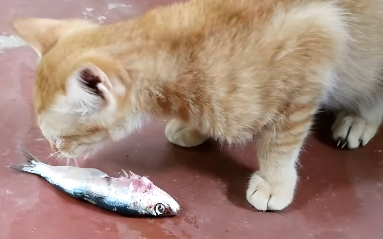 Can Cats Eat Seafood Like Fish Salmon Sardines Or Shrimp