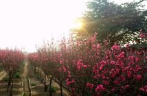 Nhat Tan Peach Garden