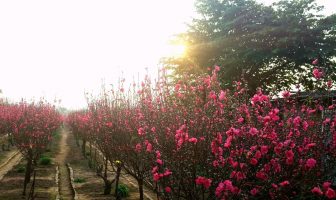Flower villages in Hanoi are busy preparing for Tet flower season Nhat Tan Peach Garden