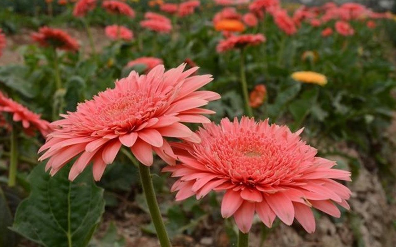 Gerbera - Flowers for Tet with the meaning of luck